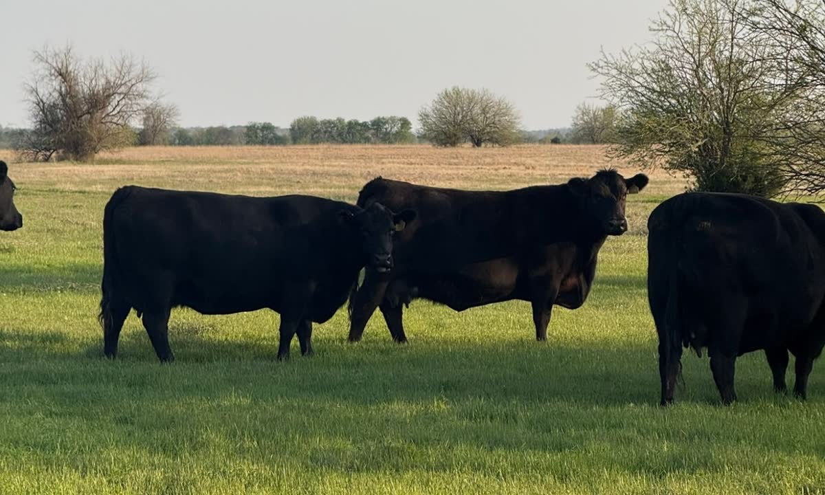 Black cows standing on spring grass.